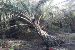 Distan Mukomuko sosialisasikan program peremajaan sawit