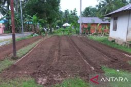 Masyarakat Gorontalo Utara tanam 80 ribu bibit "rica" di pekarangan