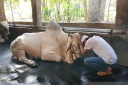 Dedi Mulyadi tangisi sapi-sapi kesayangannya untuk kurban
