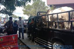 Pemkab Samosir intensifkan pemeriksaan hewan ternak  cegah PMK