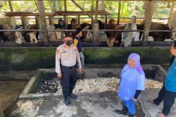 Jumlah hewan kurban di Mukomuko menurun