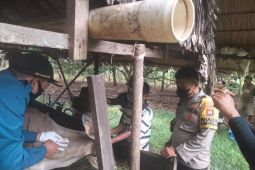 Tim Kesehatan Hewan vaksin ratusan ternak di Simpang Hilir