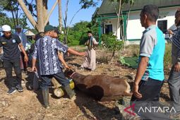 Bupati Balangan hadiri pemotongan hewan kurban