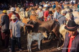 Warga gagal kurban karena ditipu penjual ternak