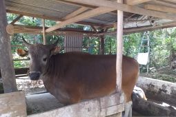 Sapi kurban di Bangka Tengah bebas PMK