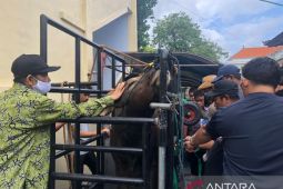 Dokter hewan Unud pastikan sapi kurban LDII bebas PMK