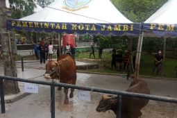 Pemkot Jambi sembelih 219 hewan kurban
