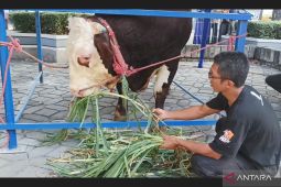 Sapi kurban Jokowi di Surabaya juara kontes nasional