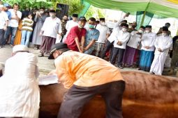 Pemprov Sumut salurkan 147 ekor hewan kurban ke 33 kabupaten/kota