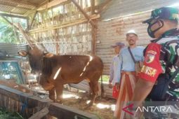 Tim gabungan di Pamekasan perketat pemeriksaan ternak sapi