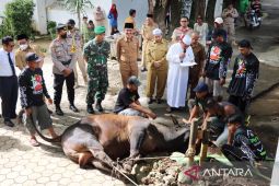 Pemkab Banjar bagikan ribuan kantong daging kurban