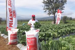 Berkat NPK Pelangi JOS produktivitas Sawi Putih Cianjur naik 49 Persen