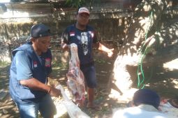Wabup Situbondo dukung Yayasan Al Afkar Amalillah berbagi daging kurban
