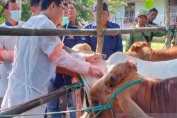 Perlunya kesiagaan atas wabah PMK yang belum  berakhir