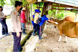 Satgas PMK Polresta Denpasar lakukan vaksinasi 147 sapi