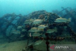 Tahun 2023, TINS targetkan tenggelamkan ribuan artificial reef