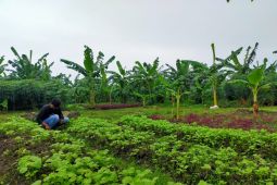 Pemkot Surabaya manfaatkan lahan tidur untuk ditanami bahan pangan