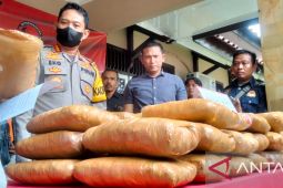 Polresta Jambi tangkap dua tersangka narkoba dan sita 45,7 kilogram ganja