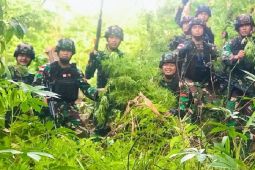 Satgas Pamtas RI-PNG Yonif 126/KC menemukan ladang ganja di Keerom