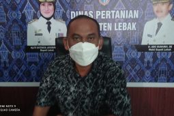 Tangani Stunting, warga Lebak diminta tanami kebutuhan pangan di pekarangan rumahnya