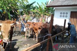 Pemkab Bangka berhasil potong 40 ekor sapi
