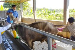 RPH Bubulak: Tak ada penurunan signifikan jumlah pemotongan hewan kurban