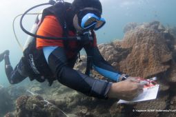 Tiga gugus terumbu karang di Kepulauan Derawan segera direhabilitasi