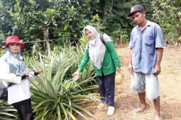 Nanas Solangai Tabalong terdaftar di pusat kekayaan intelektual nasional