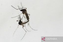 Hoaks! Nyamuk Wolbachia akan menjadi pandemi kedua