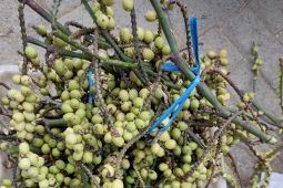 Buah "pakait" pun jadi mata dagangan
