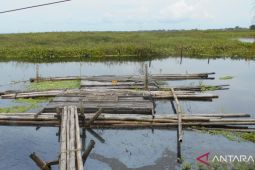 Tiga tahun petani lebak Muara Tambak HSU tak bisa tanam padi