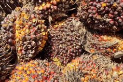 Naik tipis, harga TBS di tingkat petani sawit di Palas Rp1.170 per kg