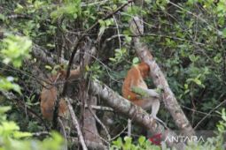 Populasi bekantan bertambah dua kali lipat di TWA Pulau Bakut Kalsel