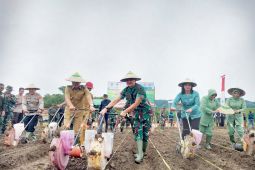 TNI-Pemkab Sigi  kolaborasi berdayakan petani kembangkan tanaman jagung