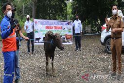 Indocement berbagi hewan kurban