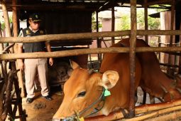 Tim gabungan lakukan pengecekan PMK pada sapi
