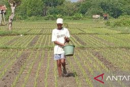 Petani Probolinggo diimbau gunakan pupuk kandang saat subsidi dicabut