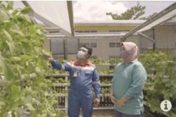 Rahmawati perempuan pejuang sayuran asal Mariana, menyulap lahan menjadi produktif