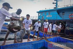 Semester I 2022 ekspor perikanan Maluku capai 18,72 juta dolar AS