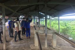 Sepekan ini, Aceh Besar fokus turunkan PMK