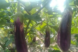 Harga anjlok, petani terong di Palas enggan panen