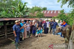 Ternak terkonfirmasi PMK di Bengkulu tersisa 322 ekor