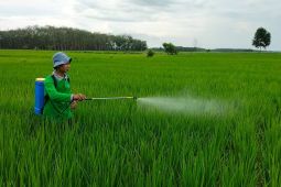 Petani padi Kabupaten OKI sukses gunakan pupuk organik