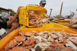 Dinas Pertanian Karawang ungkap turunnya harga rajungan