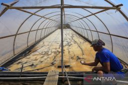 Produksi garam terkendala cuaca