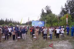 12 Tahun PT Timah Tbk bersama Yayasan Ikebana Tanam Mangrove di pesisir Pantai Rebo
