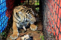 Harimau Sumatera Masuk Box Trap