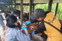 Hewan ternak di Paser terindikasi terkena penyakit mulut dan kuku