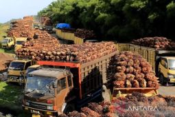 Harga TBS di Kabupaten Bangka mulai naik di tingkat petani