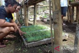 Pemkab Minahasa Tenggara mengajak generasi muda bertani
